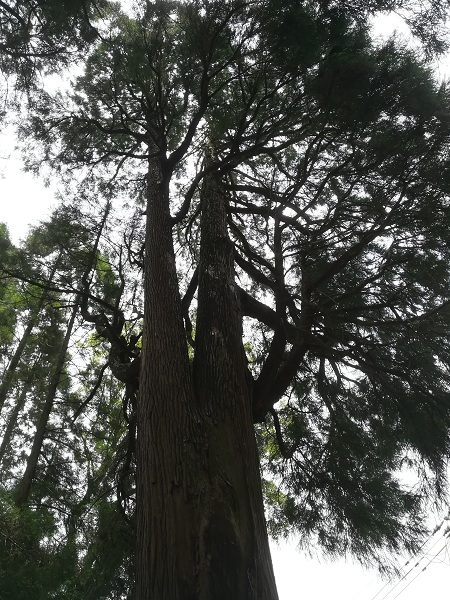 神社の杉